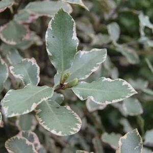 Pittosporum tenuifolium 'Elizabeth' 80-100 cm